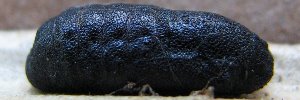 Pupae